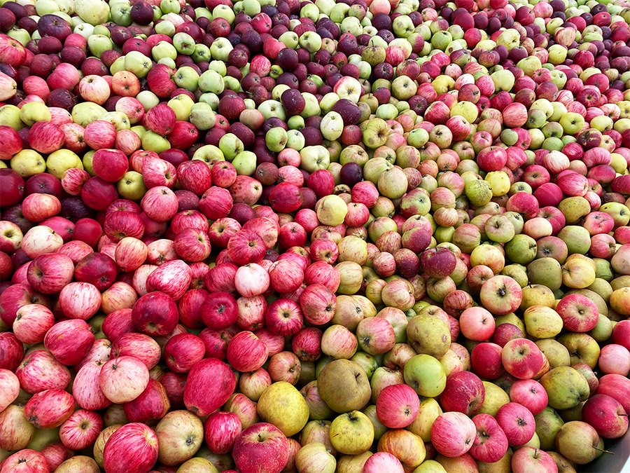Frasorterede æbler til æblemost hos Ørbæk Mosteri